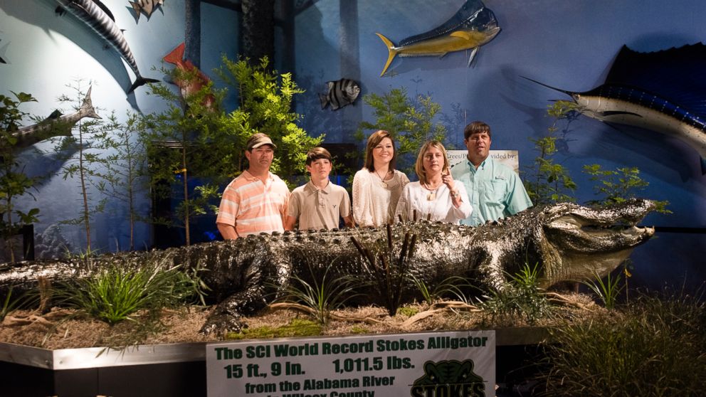 From right, John Stokes and his wife Mandy Stokes and their niece Savannah Jenkins, 17, and nephew Parker Jenkins, 15, with their father, Kevin Jenkins, stand behind their world record American alligator on display at the Mann Museum in Montgomery, Ala., Friday, May 22, 2015. Mandy Stokes killed the alligator last August while hunting with relatives on the Alabama River near Camden in Wilcox County.