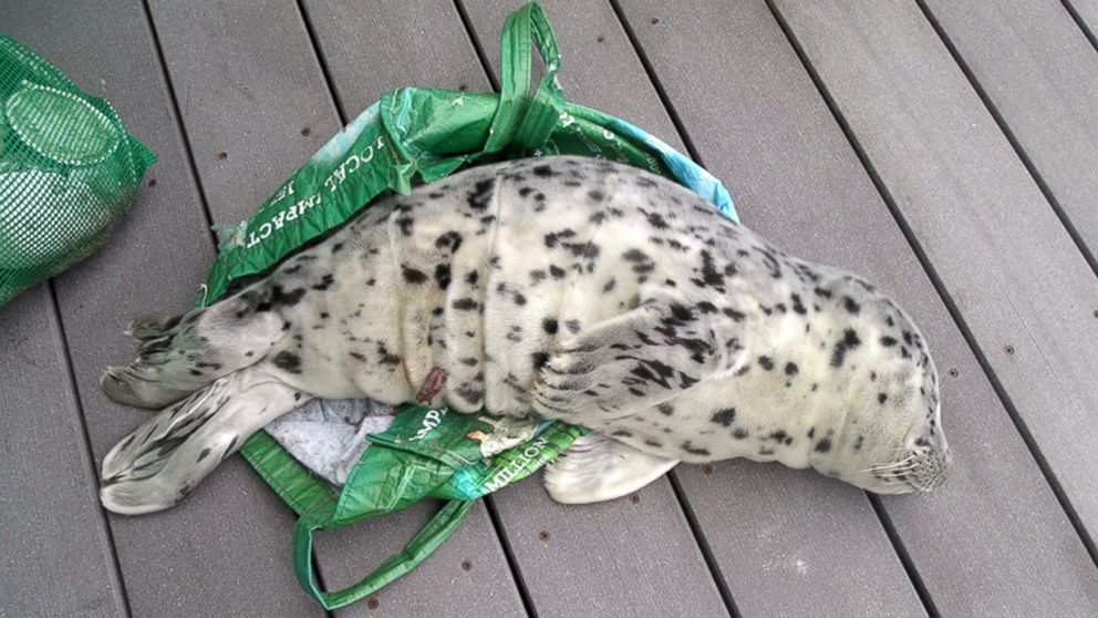 PHOTO: In this May 21, 2016, photo provided by the Westport Aquarium, a baby seal is seen laying across a shopping tote used to carry it off a beach in Westport, Wash.