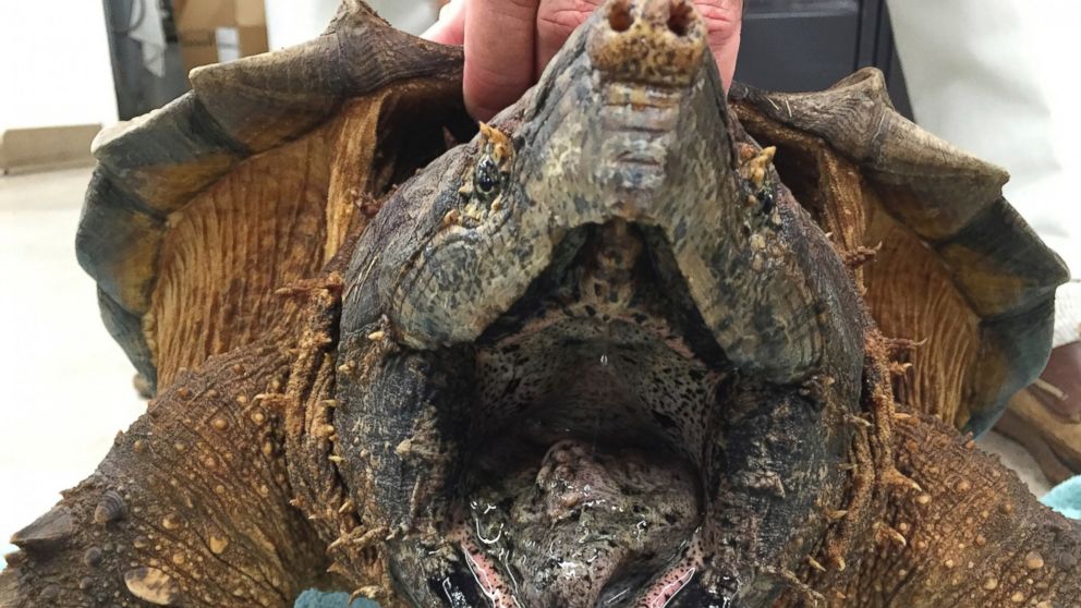 giant-53-pound-alligator-snapping-turtle-rescued-from-texas-drain-pipe