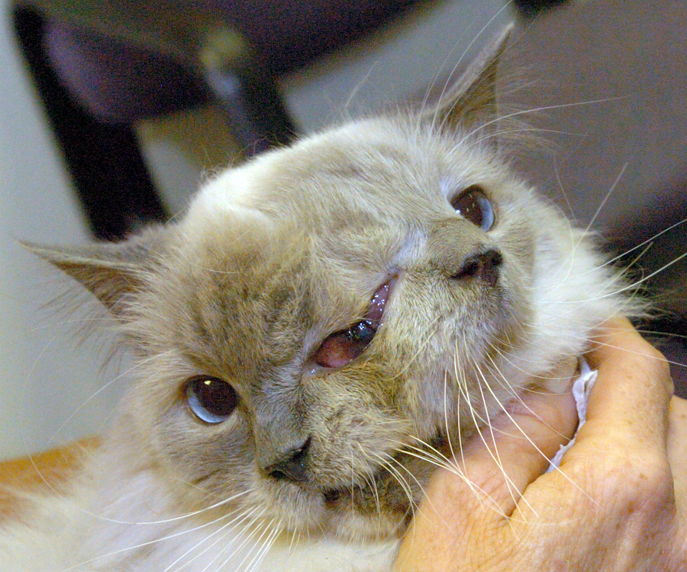 PHOTO: This undated photo shows the two faced cat named Frank and Louie.