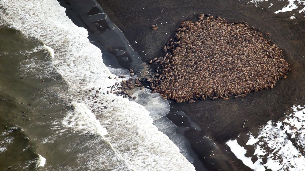 Us Coast Guard Rescues Stranded Hunters After Their Boats Become