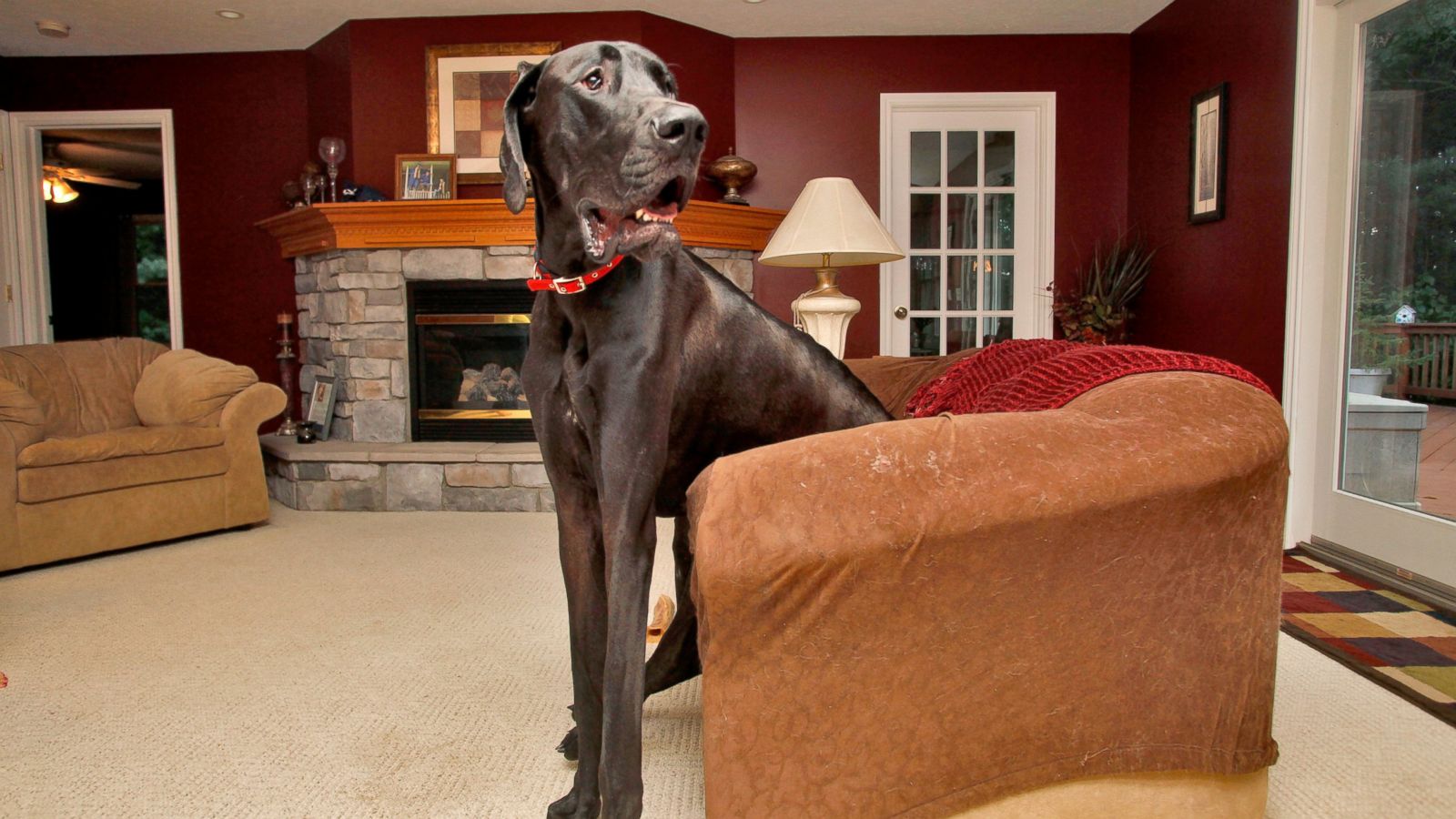 Zeus, World's Tallest Dog, Dies at Age 5 - ABC News