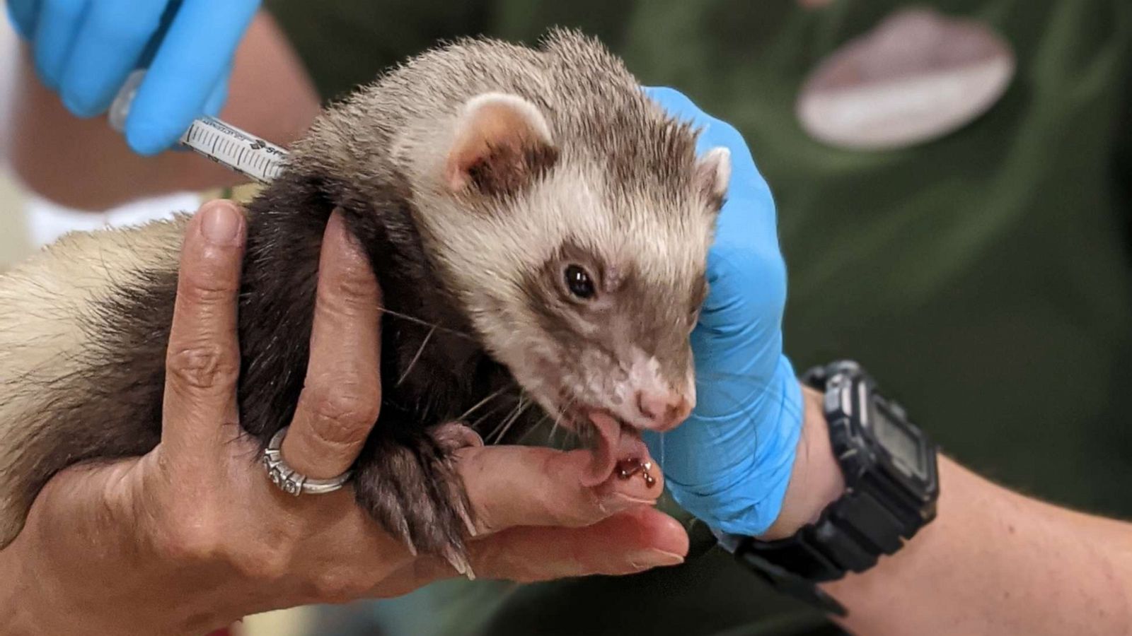 Oakland Zoo begins experimental COVID-19 vaccine program on its wildlife -  ABC News