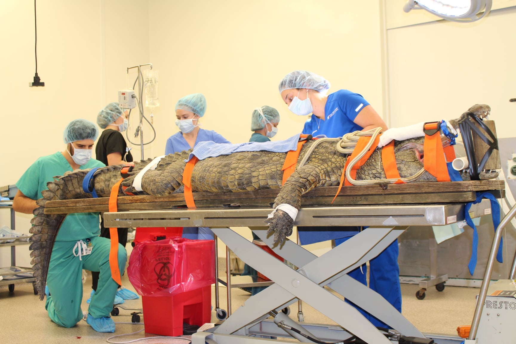 PHOTO: A 10.5-foot-long crocodile weighing almost 350 pounds has undergone successful surgery two months after it ate a tourist’s shoe at the St. Augustine Alligator Farm Zoological Park in St. Augustine, Florida, in December 2020.