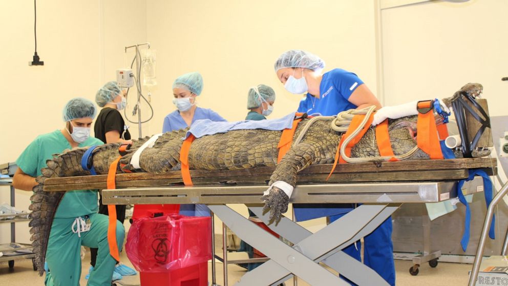 PHOTO: A 10.5-foot-long crocodile weighing almost 350 pounds has undergone successful surgery two months after it ate a tourist’s shoe at the St. Augustine Alligator Farm Zoological Park in St. Augustine, Florida, in December 2020.