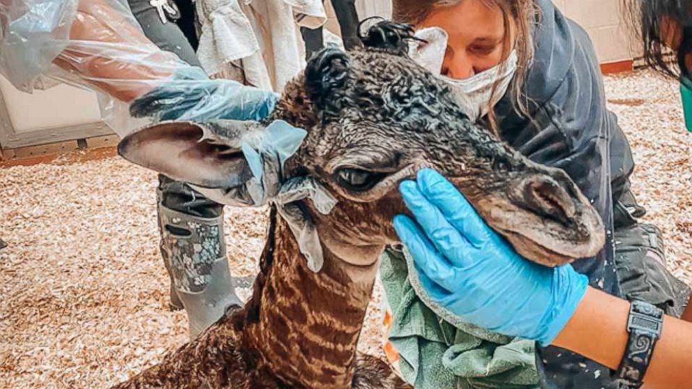 Newborn giraffe dies when mother accidentally steps on its neck after  giving birth - ABC News