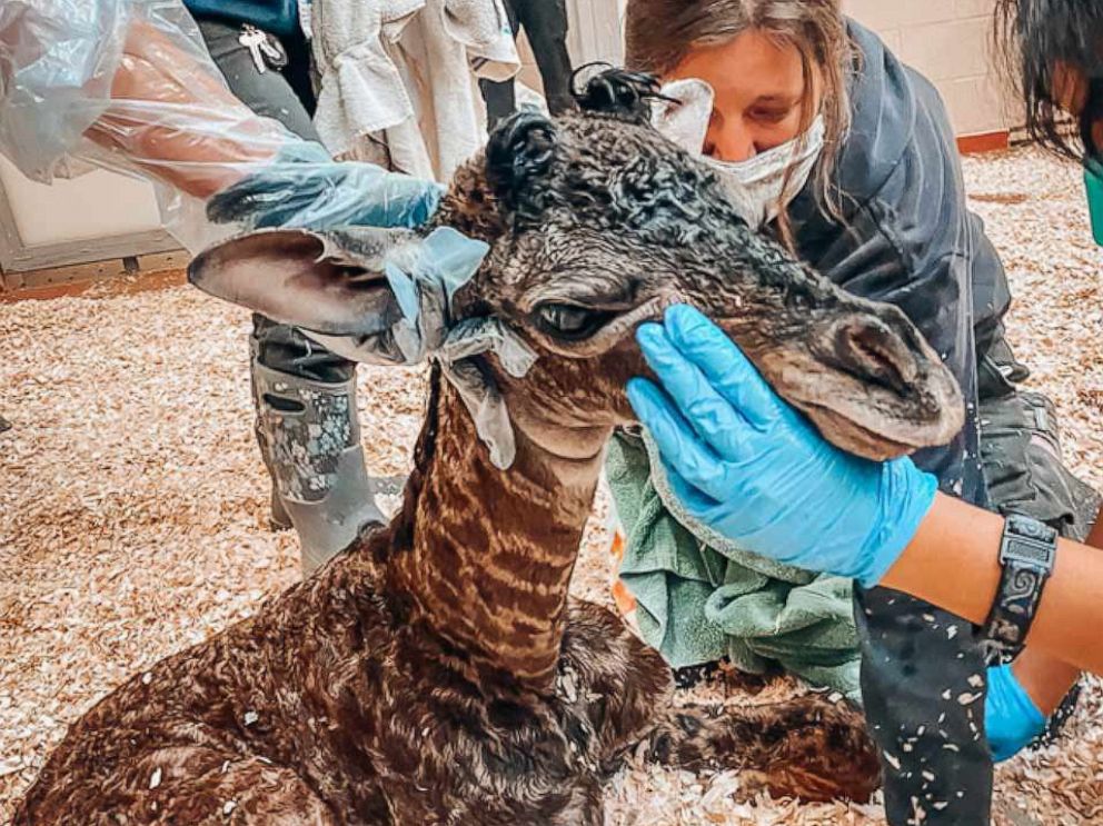 Newborn Giraffe Dies When Mother Accidentally Steps On Its Neck After Giving Birth Abc News