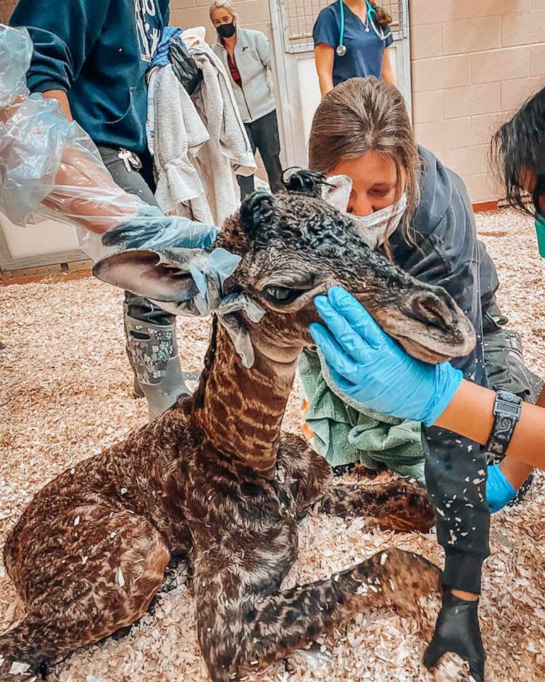 PHOTO: A newborn giraffe has died in a tragic accident shortly after it was born when it was stepped on by its own mother at the Nashville Zoo and was announced on Jan. 16.
