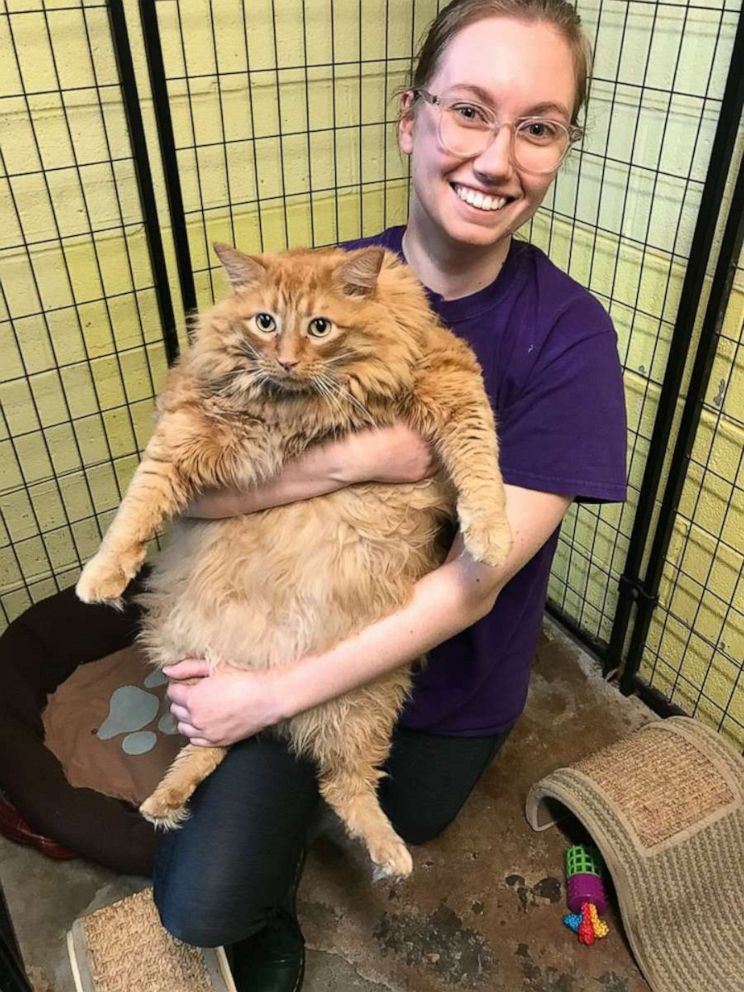 PHOTO: A 35-pound cat named Bazooka is pictured at the SPCA of Wake County in Raleigh, North Carolina, on Jan. 14, 2020.