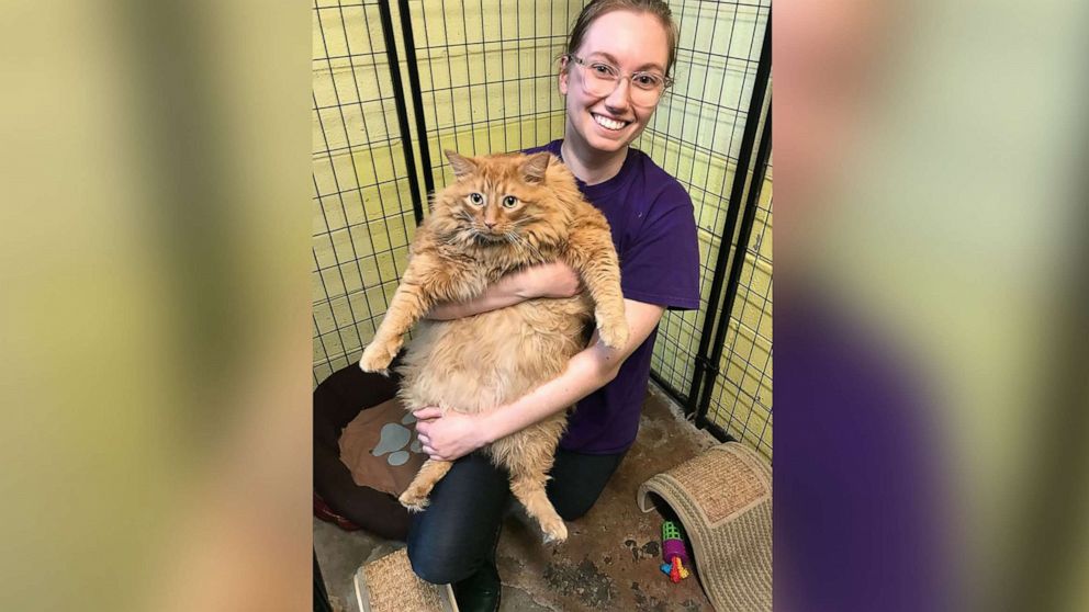 35-pound cat begins weight-loss journey