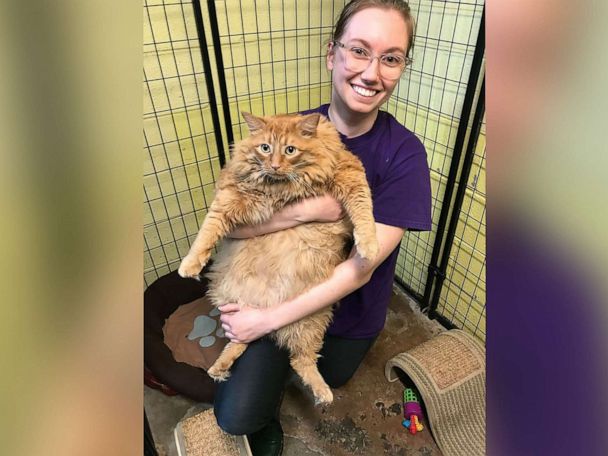 35-pound cat named Bazooka begins epic weight loss journey - Good