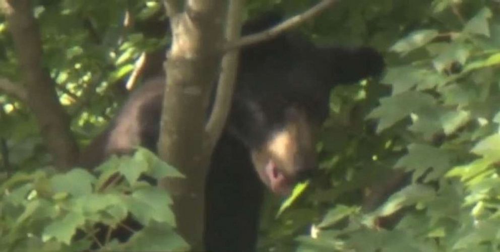 PHOTO: A young black bear’s adventure in the city has had a happy ending after wildlife officials used jelly doughnuts and sardines to lure him to safety from a tree next to UNC Rex Hospital in North Carolina on July 13, 2021.
