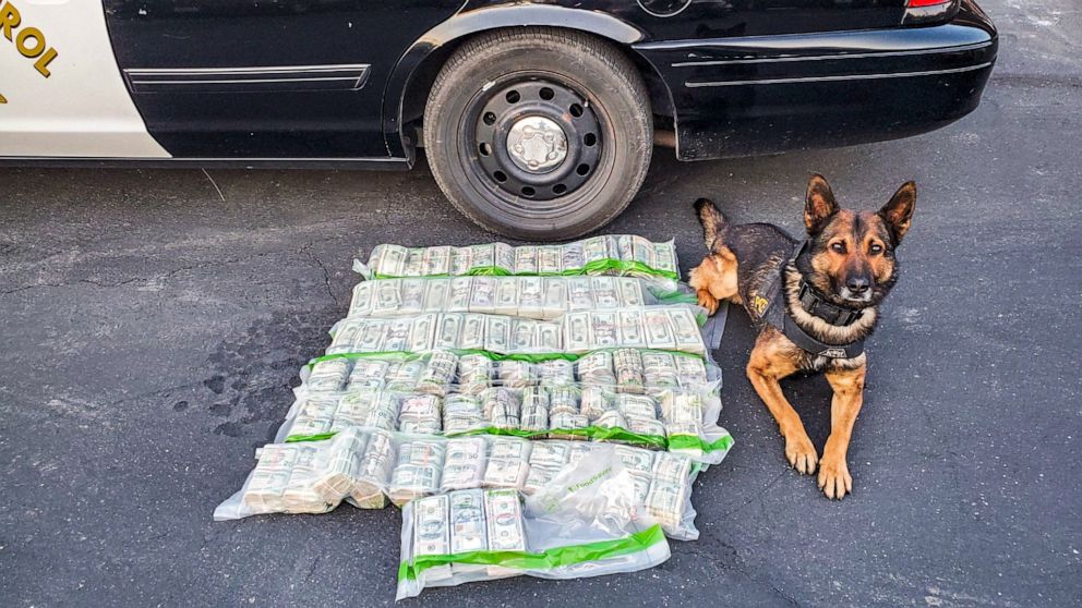 PHOTO: A California Highway Patrol officer’s K9 partner Beny was able to alert the authorities to the odor of narcotics on the recovered currency after a police chase on May 1, 2020 in Merced County, California. 