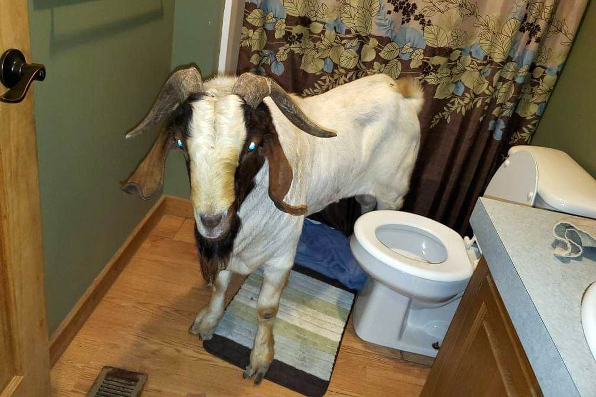 PHOTO: In this Friday, Oct. 4, 2019 photo, a goat stands in the bathroom of a home in Sullivan Township, Ohio. The goat named "Big Boy," was found napping in the bathroom after it broke into the home by ramming through a sliding glass door. 