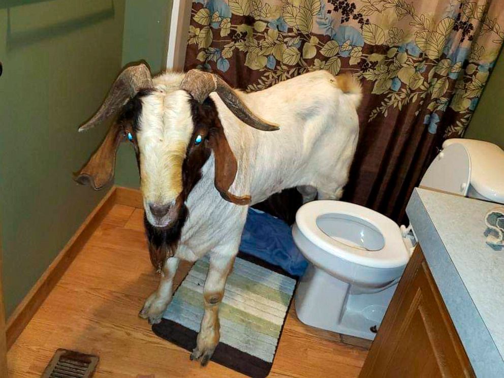 992px x 744px - Goat breaks down door of family home, takes nap in bathroom ...