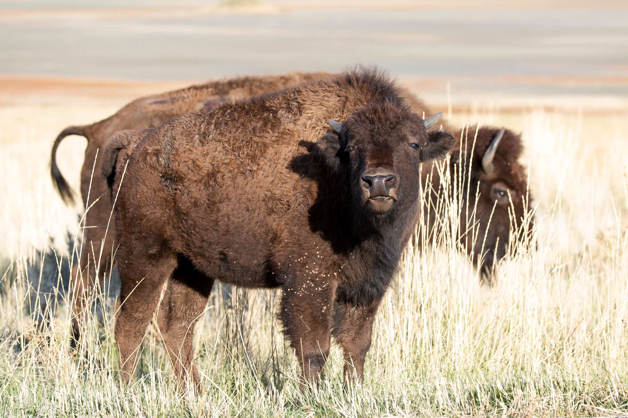 PHOTO: A woman was charged by a bison while running with a male friend on the Lakeside trail on Antelope Island State Park in Utah, Sept. 27, 2019. 