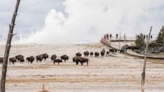 Man gored by bison at Yellowstone National Park in second attack this year