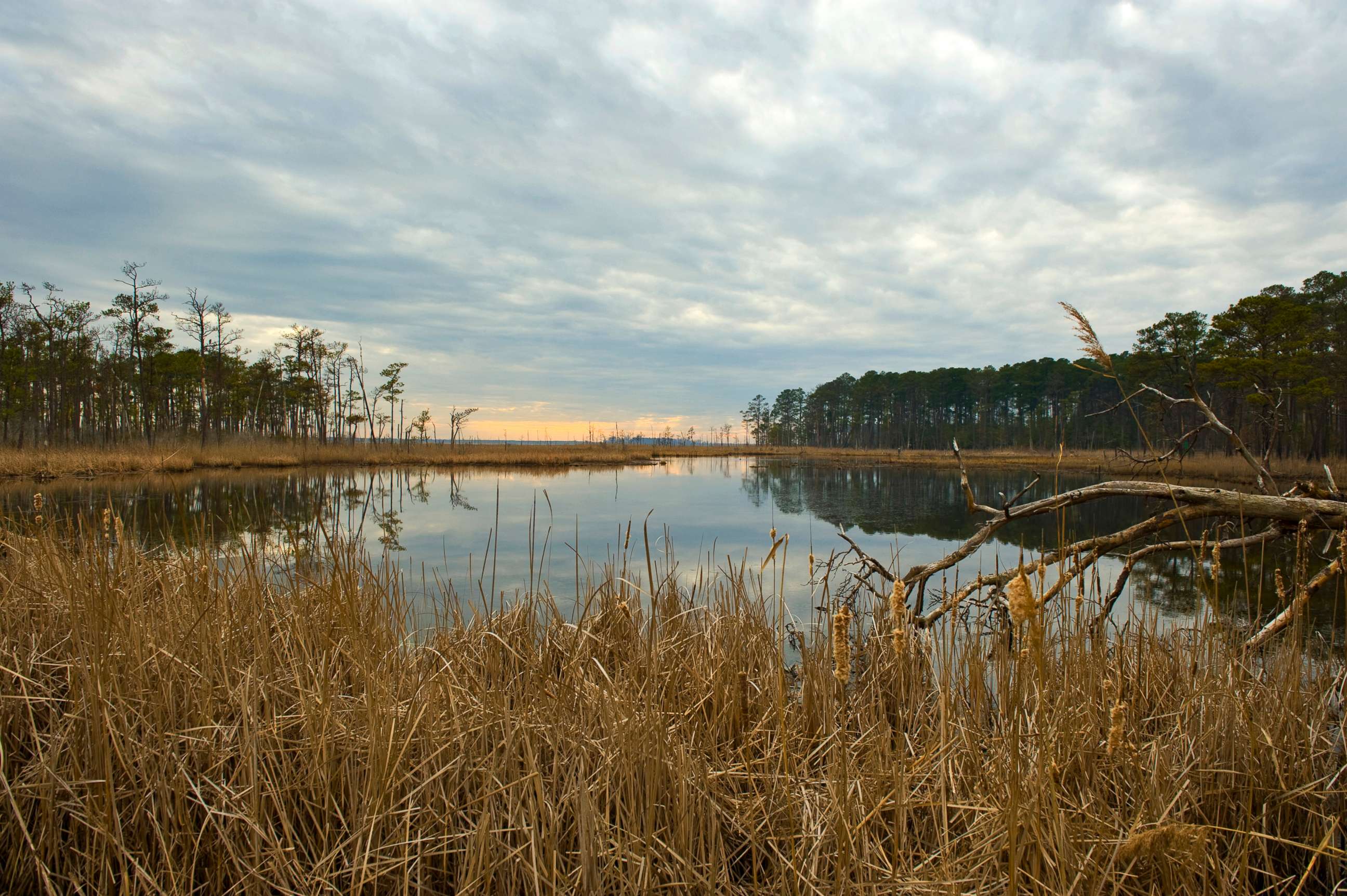 PHOTO: The marsh at the Blackwater National Wildlife Refuge, Feb. 22, 2012, in Cambridge, Md. 