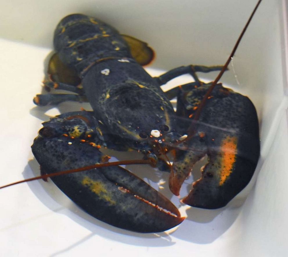 PHOTO: Eagle-eyed employees at a Cuyahoga Falls, Ohio, Red Lobster establishment spotted the rare crustacean, they decided to contact conservationists at the Monterey Bay Aquarium in California to inform them of their discovery.