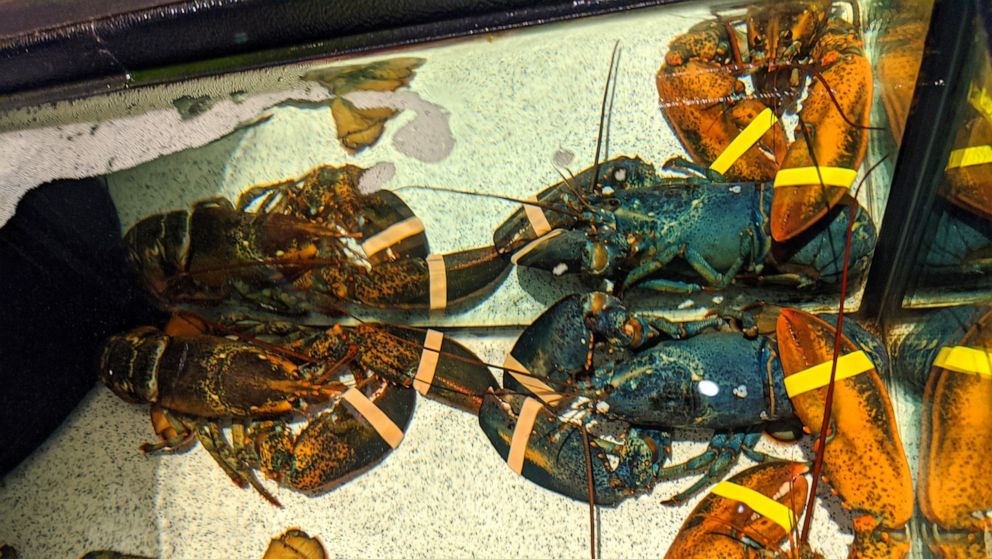 PHOTO: Eagle-eyed employees at a Cuyahoga Falls, Ohio, Red Lobster establishment spotted the rare crustacean, they decided to contact conservationists at the Monterey Bay Aquarium in California to inform them of their discovery.  