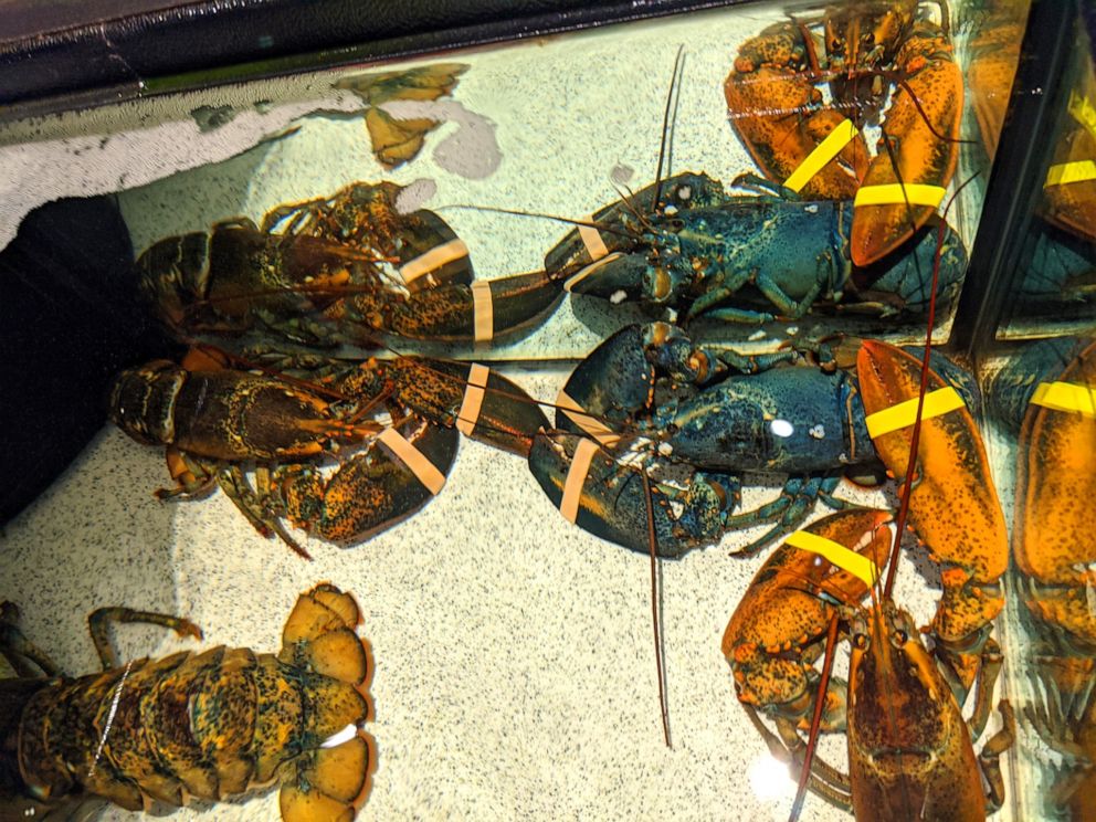 PHOTO: Eagle-eyed employees at a Cuyahoga Falls, Ohio, Red Lobster establishment spotted the rare crustacean, they decided to contact conservationists at the Monterey Bay Aquarium in California to inform them of their discovery.  