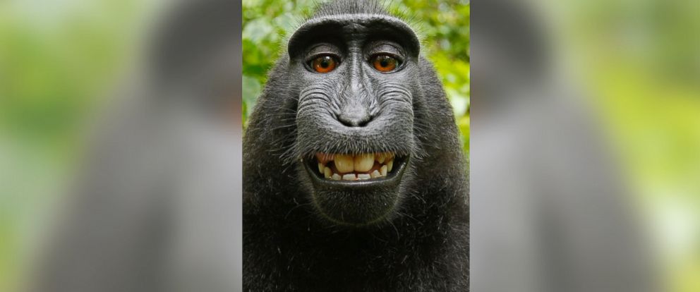 Photographer Claims Monkey Can't Own Rights to Famous ‘Selfie’ - ABC News