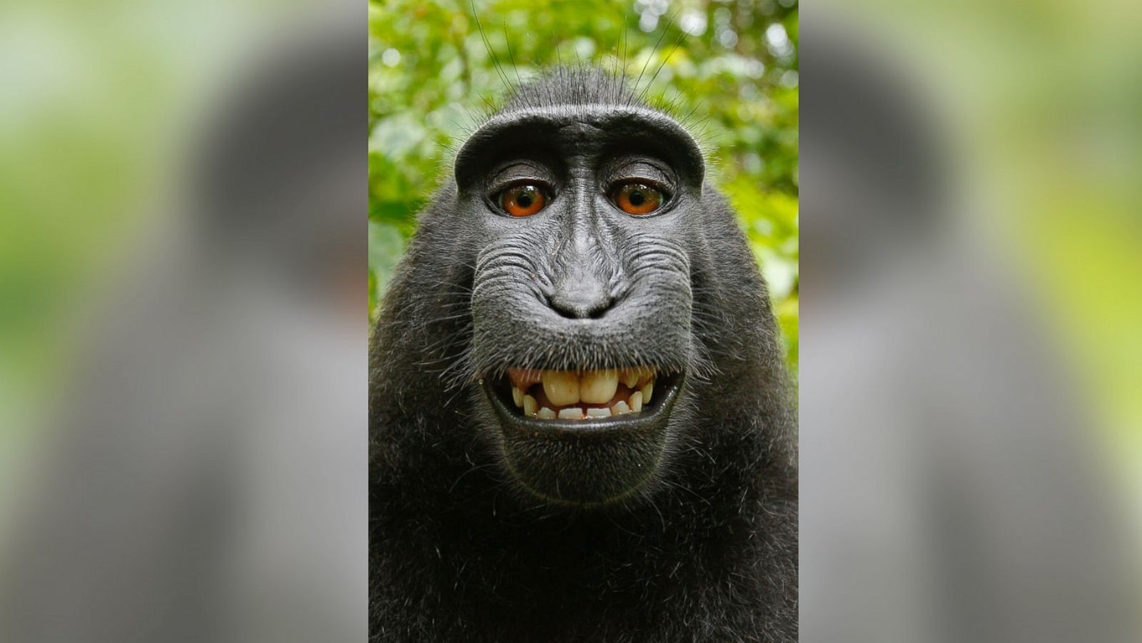 Monkey Selfie: Image Gallery (List View)