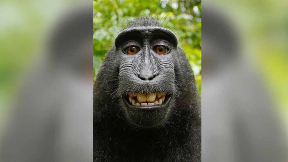 PHOTO: One of the photos that the crested black macaque took with British photographer David Slater’s equipment is seen. 