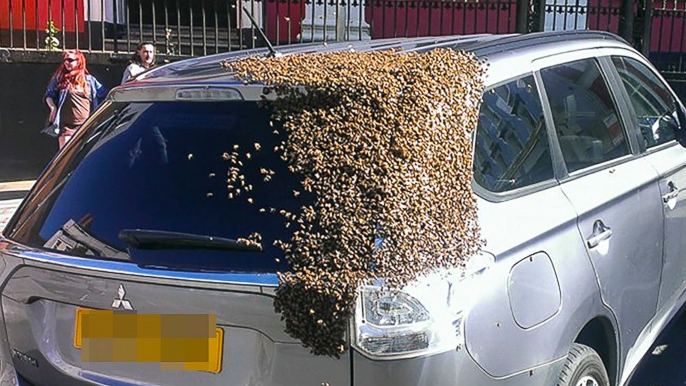 Video Shows Bees Swarming Car With Queen Presumably Trapped Inside For 2 Days - ABC News