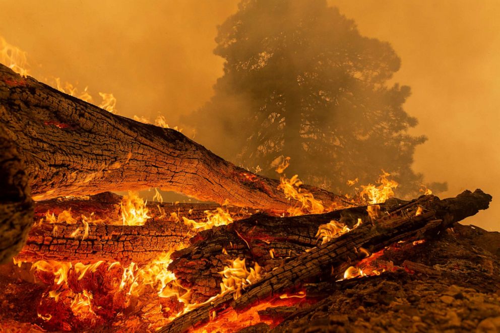PHOTO: MONROVIA, CA - SEPTEMBER 10: The Bobcat Fire burns downed trees in the Angeles National Forest on September 10, 2020 north of Monrovia, California. 
