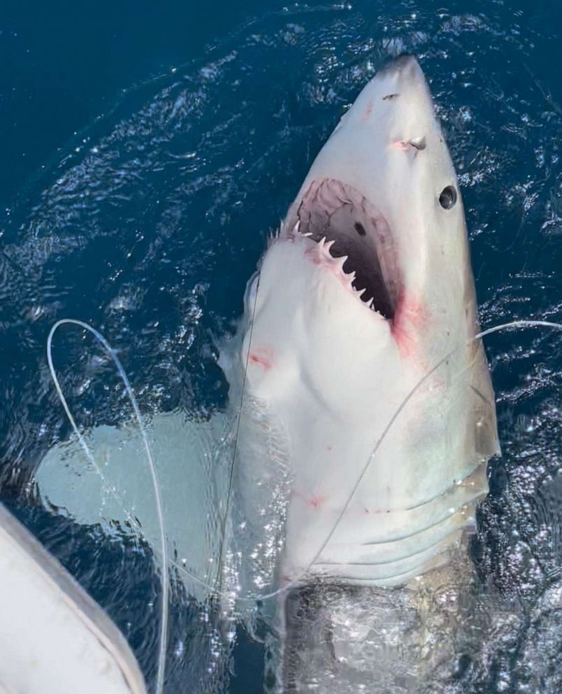 PHOTO: The great white shark caught by 12-year-old Cambell Keenan while fishing in Florida.