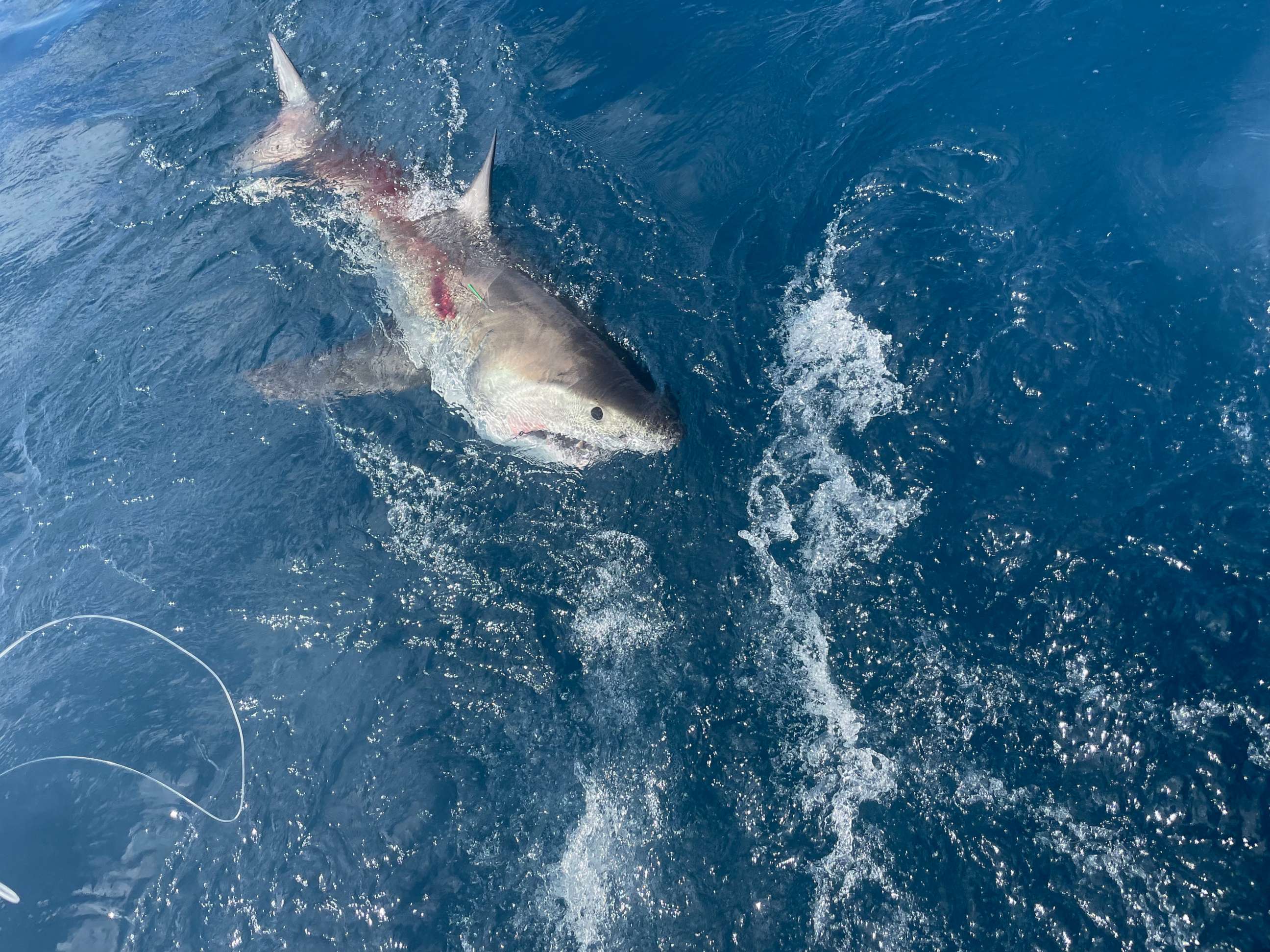 PHOTO: The great white shark caught by 12-year-old Cambell Keenan while fishing in Florida.