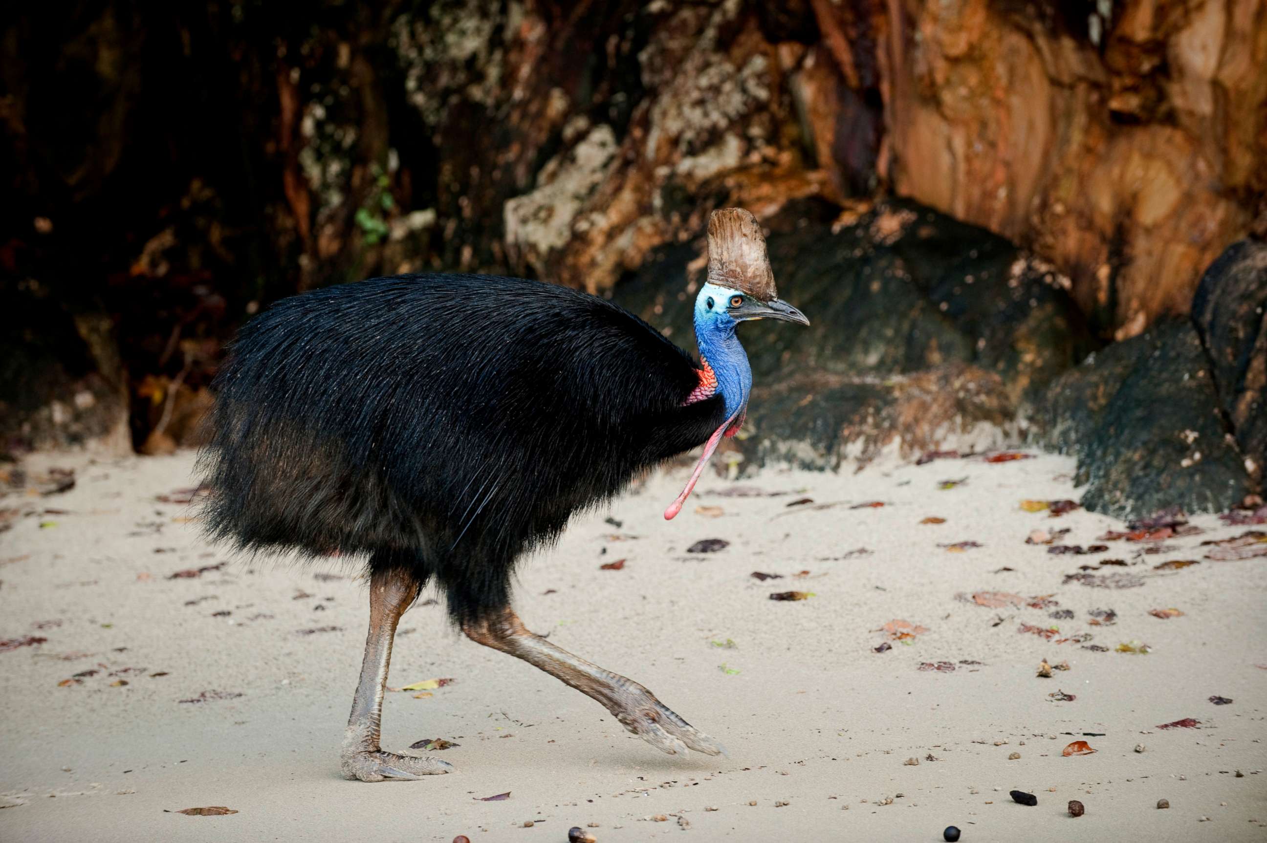 PHOTO: An undated stock photo of a cassowary.