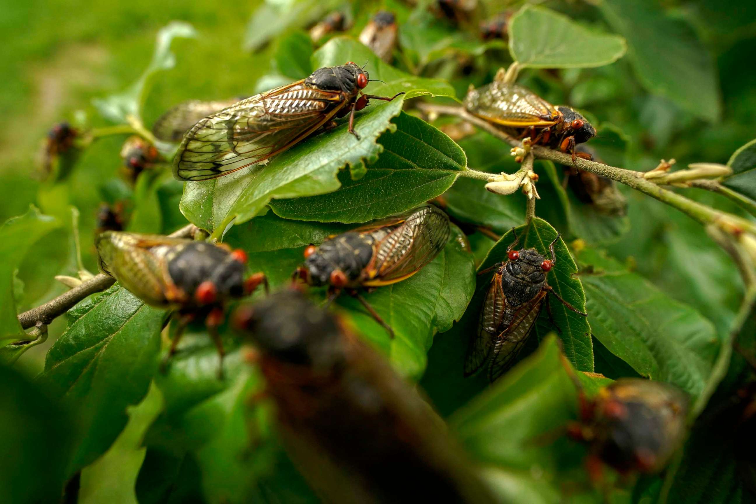 PHOTO: Adult cicadas cover a plant, May 17, 2021, at Woodend Sanctuary and Mansion, in Chevy Chase, Md. 