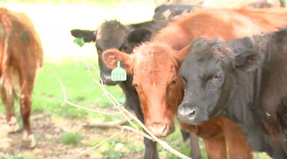 PHOTO: The Boone Police Department joked online that they are considering other approaches to bovine law enforcement.