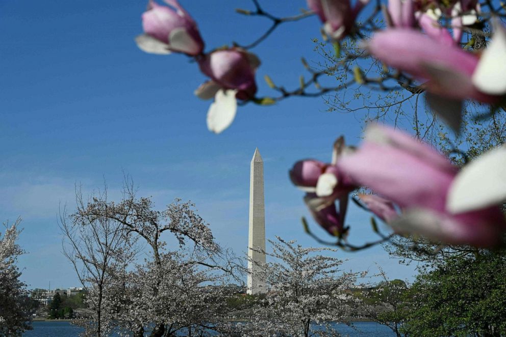 PHOTO: The Washington Monument is framed by the blooms of magnolia and cherry trees along the Tidal Basin in Washington, D.C., April 3, 2021.