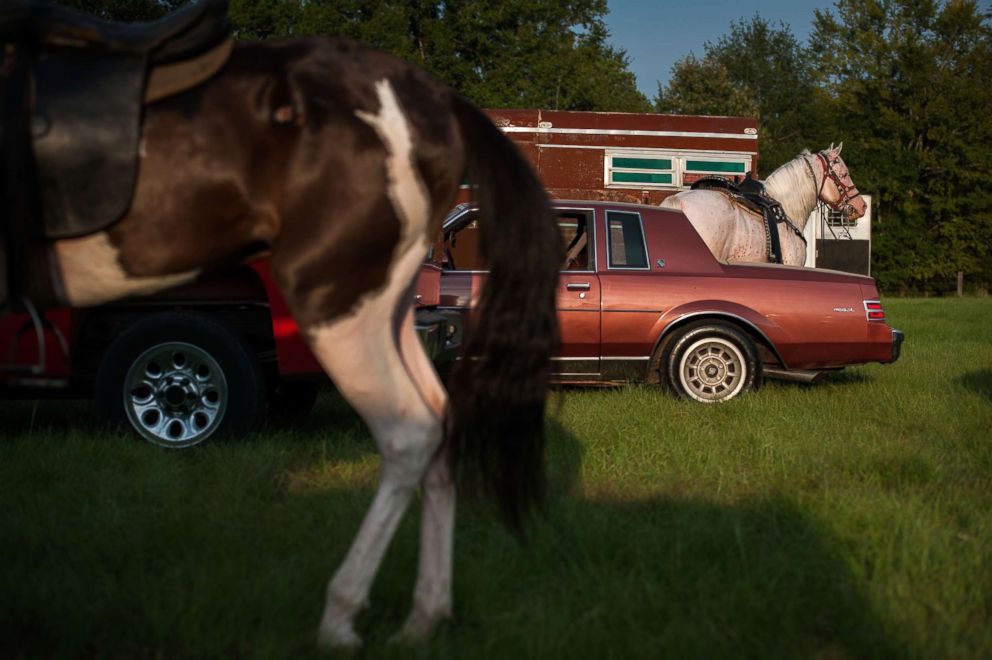 PHOTO: Horses wait in a makeshift parking lot before a sunset horse show at Smith Farm in Charleston, Miss.