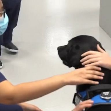 A police dog visits the hospital to greet health care workers.