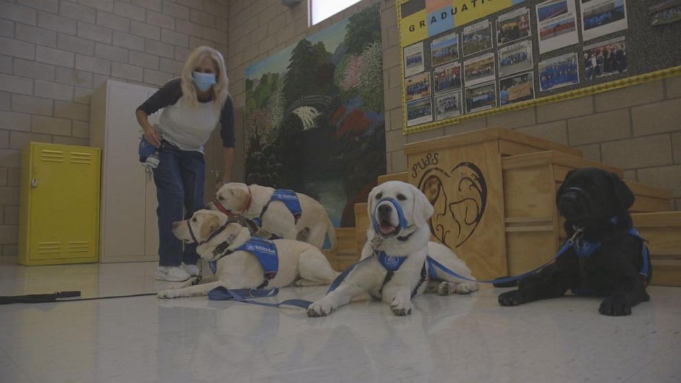 PHOTO: Dogs in training with the Pups Uplifting Prisoner's Spirits (PUPS) program at the California Correctional Women's Facility in Chowchilla, California.