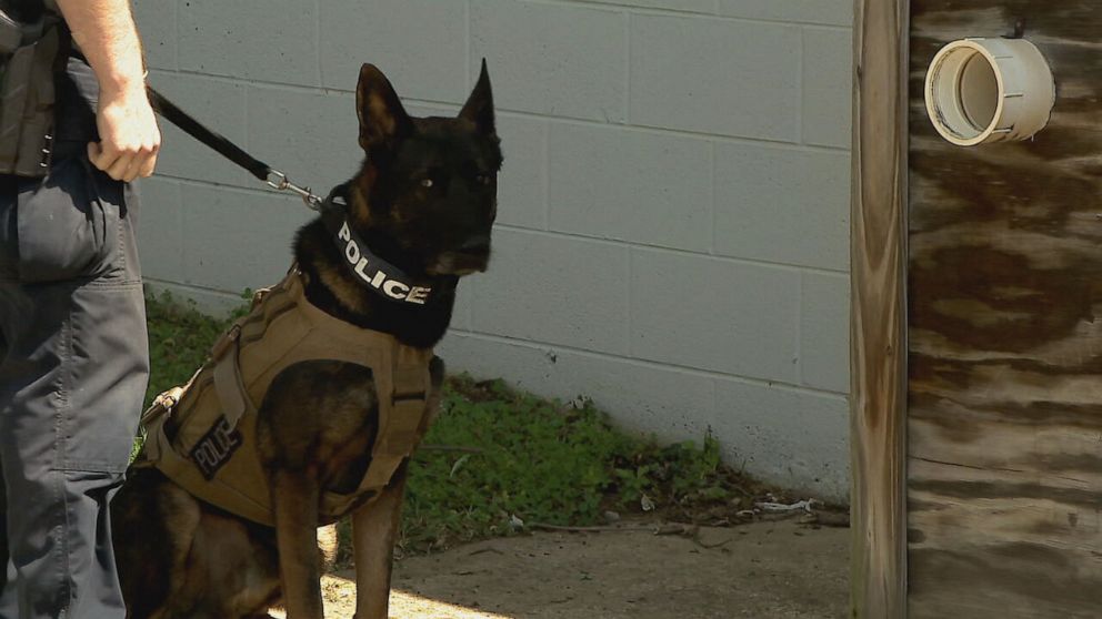 PHOTO: Taz, pictured, is the K-9 partner of Sgt. Kyle Russell of Alexandria, Virginia.
