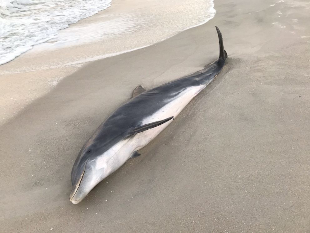PHOTO: On Feb. 11, NOAA’s Office of Law Enforcement offered a reward of up to $20,000 for information that leads to a civil penalty or criminal conviction of the person or persons responsible for the recent deaths of two dolphins in Florida.