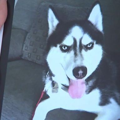 David Guindon bought his husky, Zeus, in 2014.