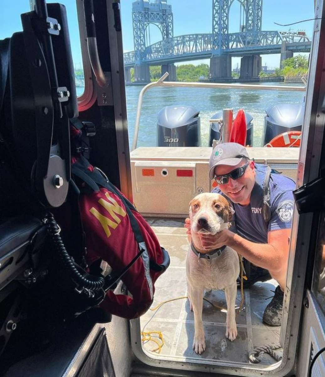 PHOTO: A dog is lucky to be alive after being rescued by a Good Samaritan and officials from the New York Fire Department when he was reportedly thrown off of a bridge and into the Harlem River in New York City on Tuesday, July 19, 2022.