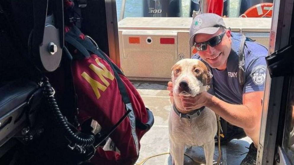 Dog rescued by authorities, good Samaritan after being thrown off bridge into river