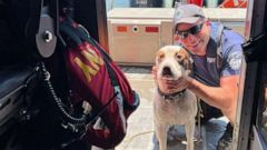 Dog rescued by authorities, good Samaritan after being thrown off bridge into river