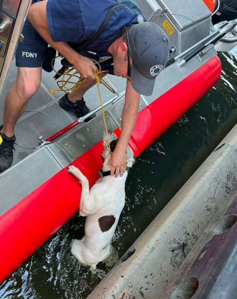 PHOTO: A dog is lucky to be alive after being rescued by a Good Samaritan and officials from the New York Fire Department when he was reportedly thrown off of a bridge and into the Harlem River in New York City on Tuesday, July 19, 2022.