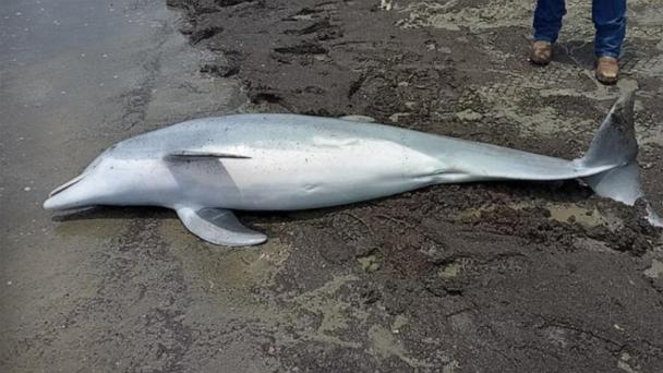 Dead dolphin found on beach with bullets lodged in brain, spinal cord ...