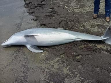 Dead dolphin found on beach with bullets lodged in brain, spinal cord and heart