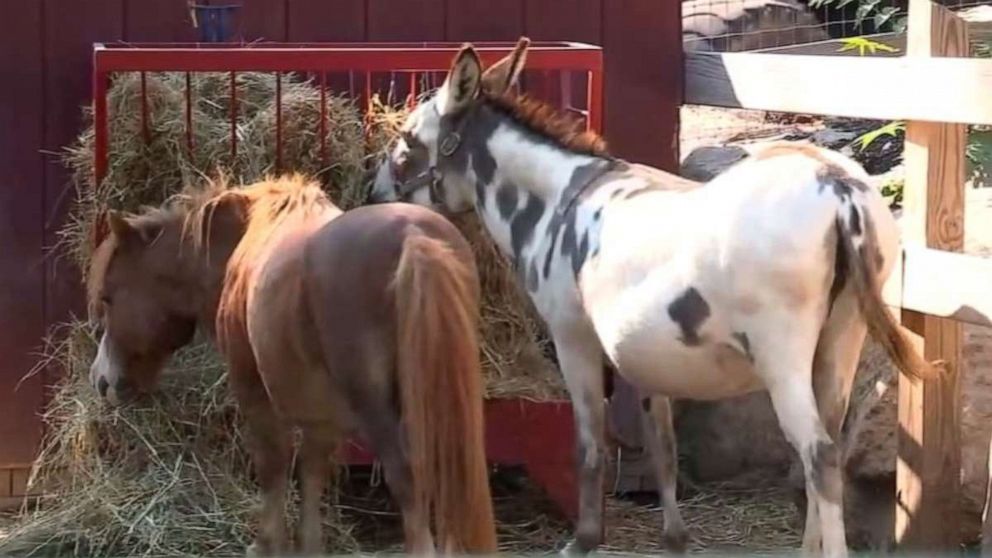 PHOTO: The owners of an animal farm and market in Wyckoff, New Jersey, are outraged after discovering that a group of teenagers broke into their farm, stole from their market, and even rode their donkeys in the petting zoo on Saturday, Aug. 22, 2020.