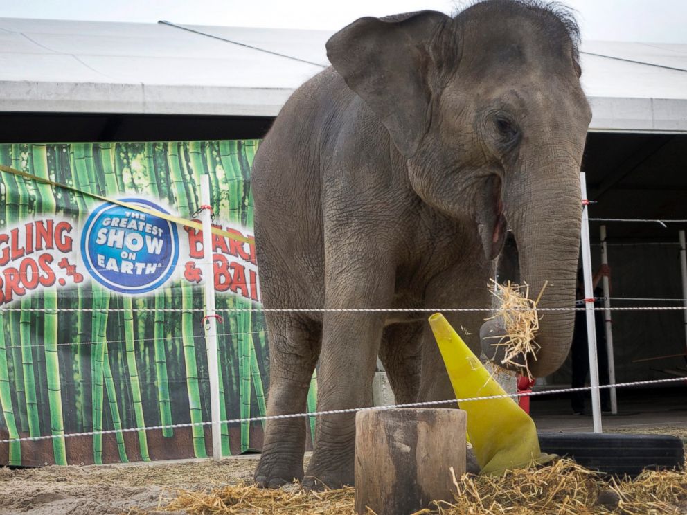 Ringling Bros. Says Circus Closing 'Not a Win' for Animal Rights Groups - ABC News Ringling Bros. Says Circus Closing 'Not a Win' for Animal Rights Groups - ABC News